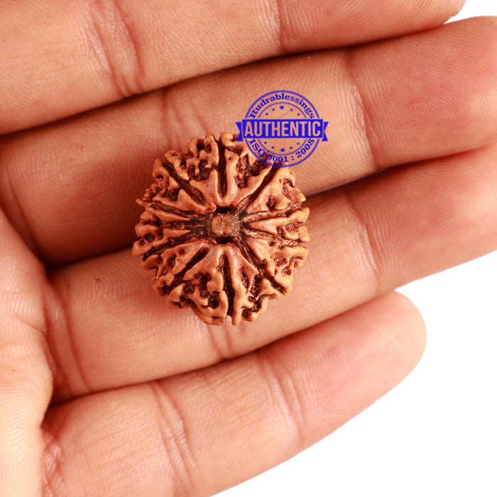 11 Mukhi Nepalese Rudraksha - Bead No. 255