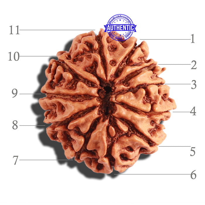 11 Mukhi Nepalese Rudraksha - Bead No. 255