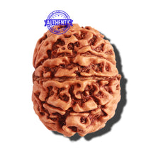 Load image into Gallery viewer, 11 Mukhi Nepalese Rudraksha - Bead No. 255
