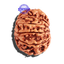 Load image into Gallery viewer, 11 Mukhi Nepalese Rudraksha - Bead No. 255
