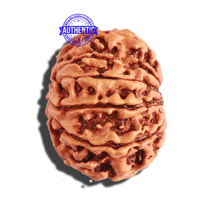 11 Mukhi Nepalese Rudraksha - Bead No. 255