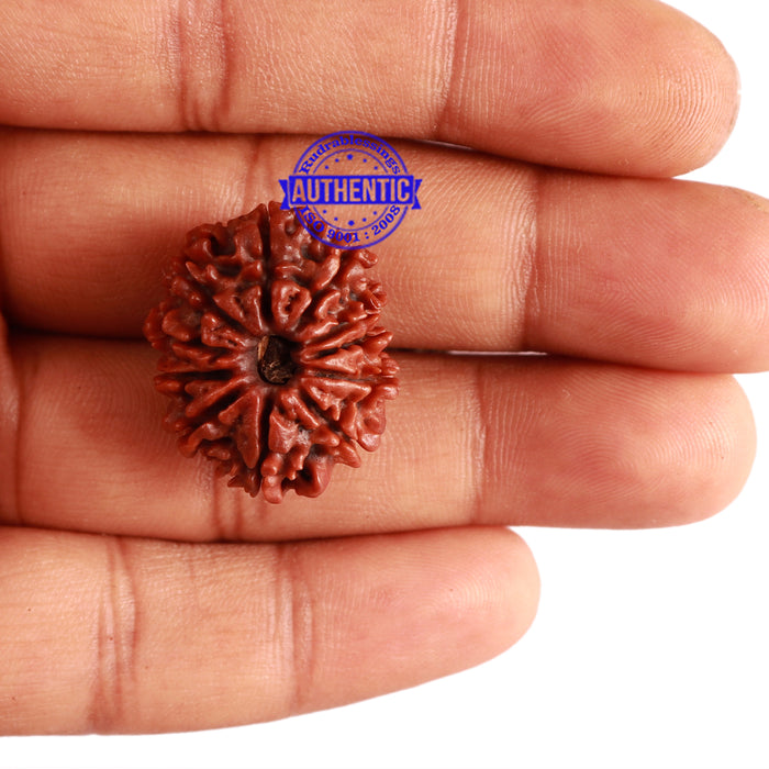 11 Mukhi Nepalese Rudraksha - Bead No. 256