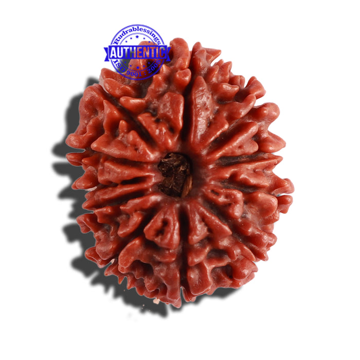11 Mukhi Nepalese Rudraksha - Bead No. 256