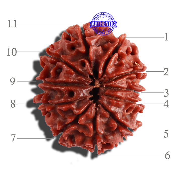 11 Mukhi Nepalese Rudraksha - Bead No. 256