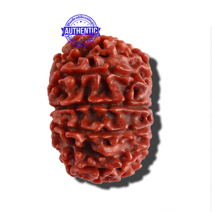 11 Mukhi Nepalese Rudraksha - Bead No. 256