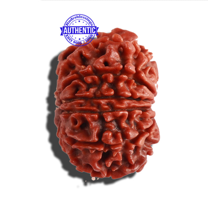 11 Mukhi Nepalese Rudraksha - Bead No. 256