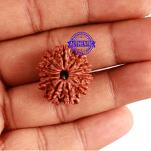 Load image into Gallery viewer, 11 Mukhi Nepalese Rudraksha - Bead No. 257
