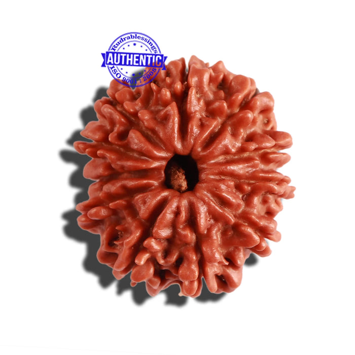 11 Mukhi Nepalese Rudraksha - Bead No. 257