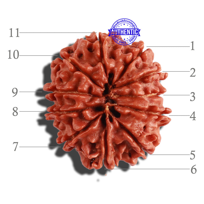 11 Mukhi Nepalese Rudraksha - Bead No. 257