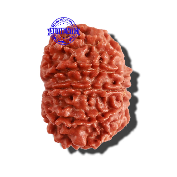 11 Mukhi Nepalese Rudraksha - Bead No. 257