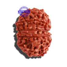 Load image into Gallery viewer, 11 Mukhi Nepalese Rudraksha - Bead No. 257

