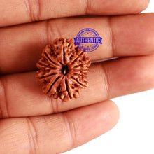 Load image into Gallery viewer, 11 Mukhi Nepalese Rudraksha - Bead No. 258
