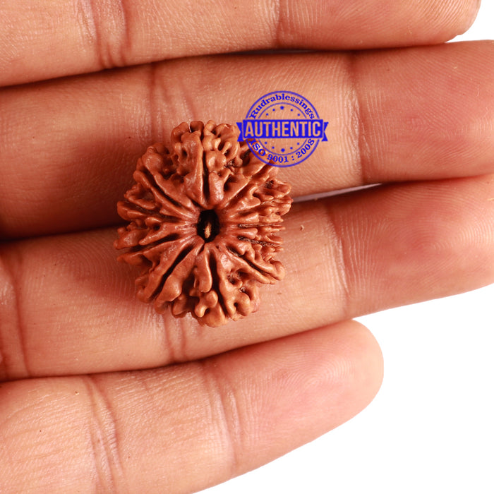 11 Mukhi Nepalese Rudraksha - Bead No. 258