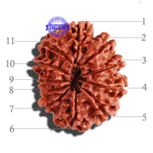 Load image into Gallery viewer, 11 Mukhi Nepalese Rudraksha - Bead No. 258
