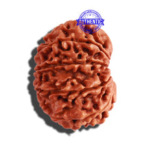Load image into Gallery viewer, 11 Mukhi Nepalese Rudraksha - Bead No. 258
