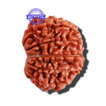 Load image into Gallery viewer, 11 Mukhi Nepalese Rudraksha - Bead No. 259
