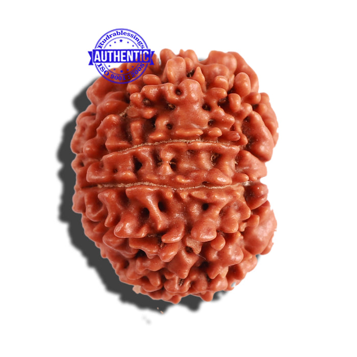 11 Mukhi Nepalese Rudraksha - Bead No. 259