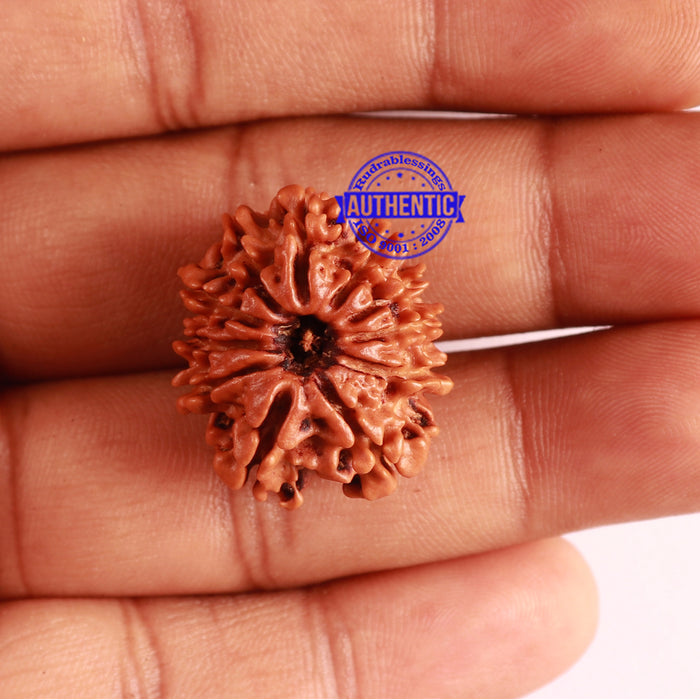 11 Mukhi Nepalese Rudraksha - Bead No. 260