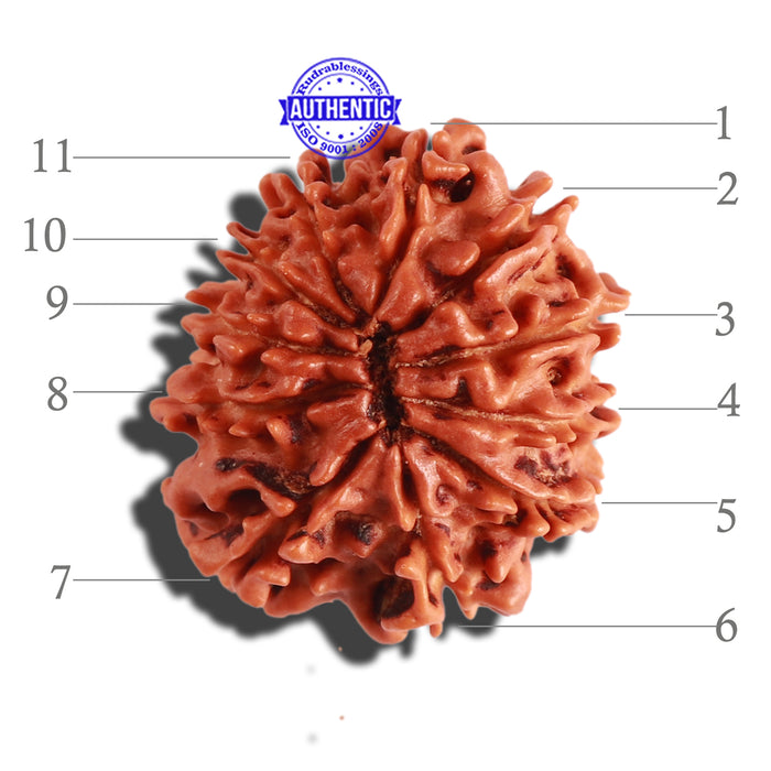 11 Mukhi Nepalese Rudraksha - Bead No. 260