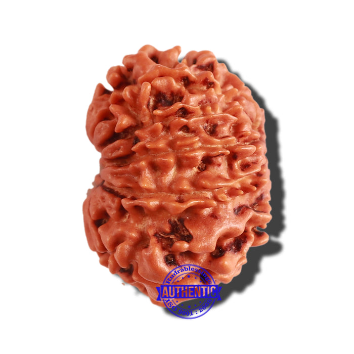 11 Mukhi Nepalese Rudraksha - Bead No. 260