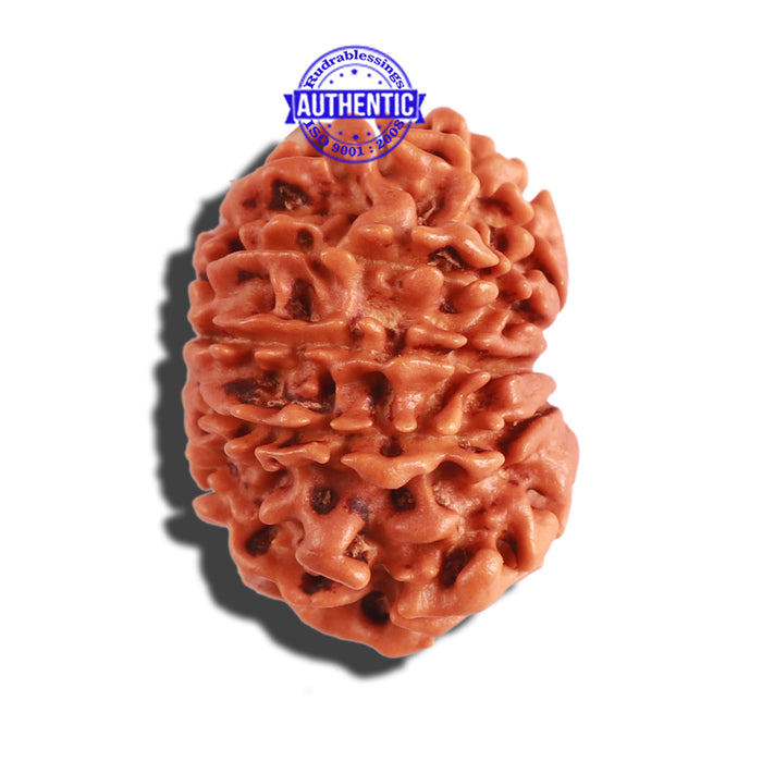 11 Mukhi Nepalese Rudraksha - Bead No. 260