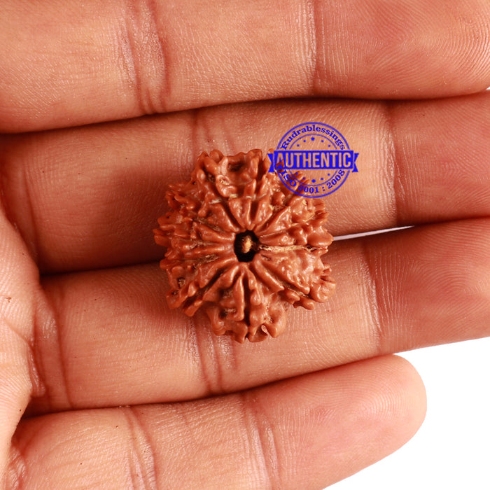 11 Mukhi Nepalese Rudraksha - Bead No. 261