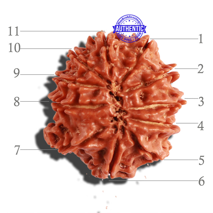 11 Mukhi Nepalese Rudraksha - Bead No. 261
