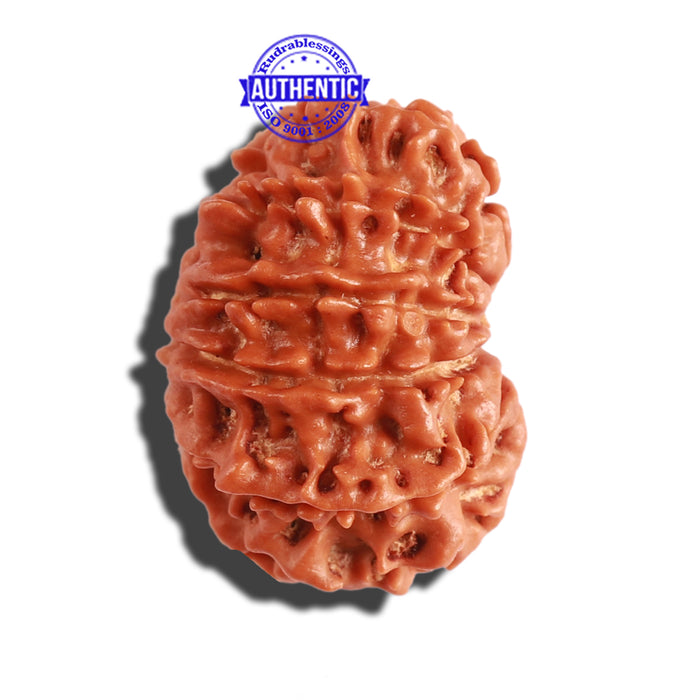 11 Mukhi Nepalese Rudraksha - Bead No. 261