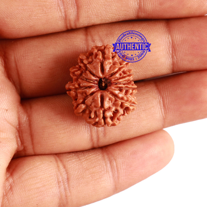 11 Mukhi Nepalese Rudraksha - Bead No. 262