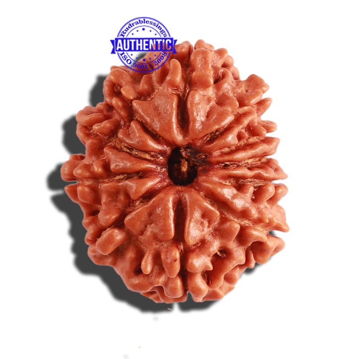 11 Mukhi Nepalese Rudraksha - Bead No. 262