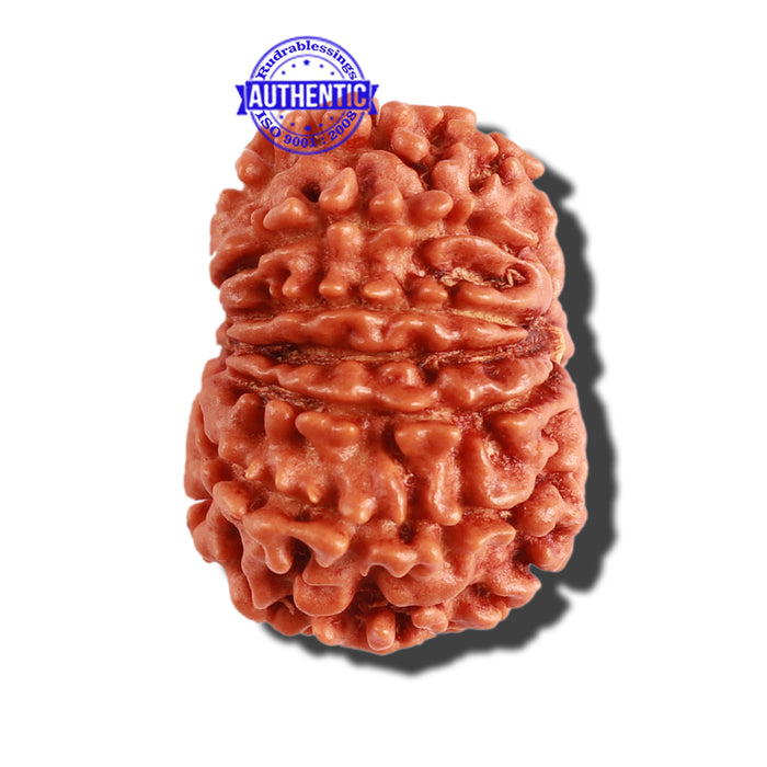 11 Mukhi Nepalese Rudraksha - Bead No. 262