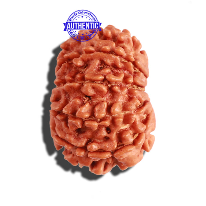 11 Mukhi Nepalese Rudraksha - Bead No. 262