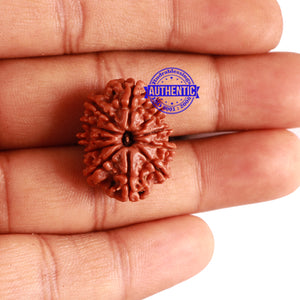 11 Mukhi Nepalese Rudraksha - Bead No. 263