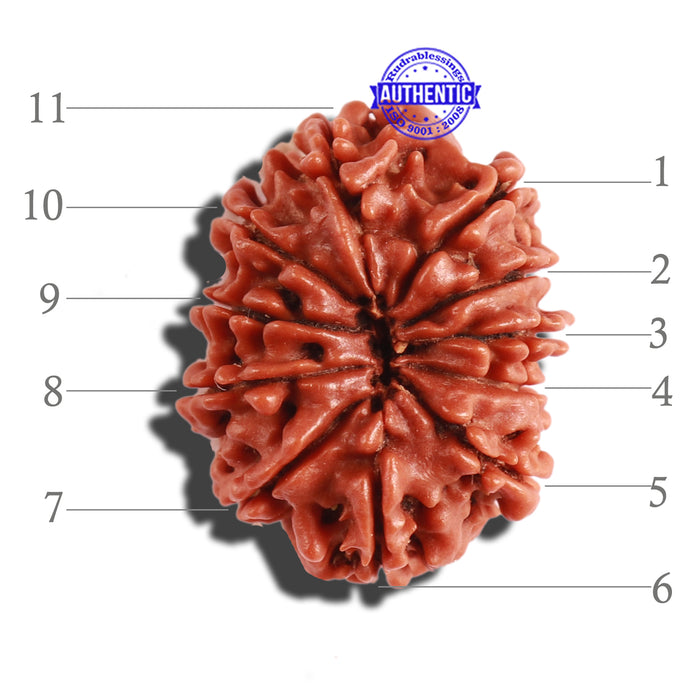 11 Mukhi Nepalese Rudraksha - Bead No. 263