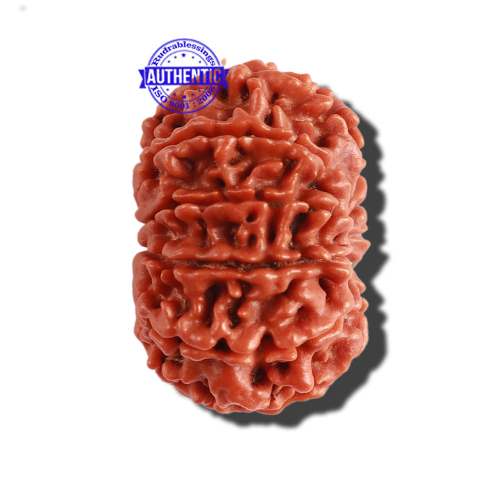 11 Mukhi Nepalese Rudraksha - Bead No. 263