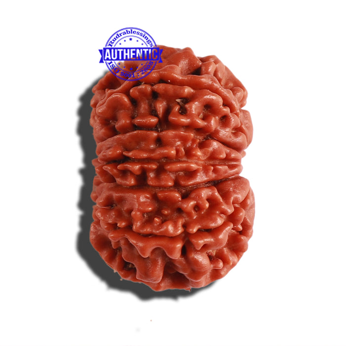 11 Mukhi Nepalese Rudraksha - Bead No. 263