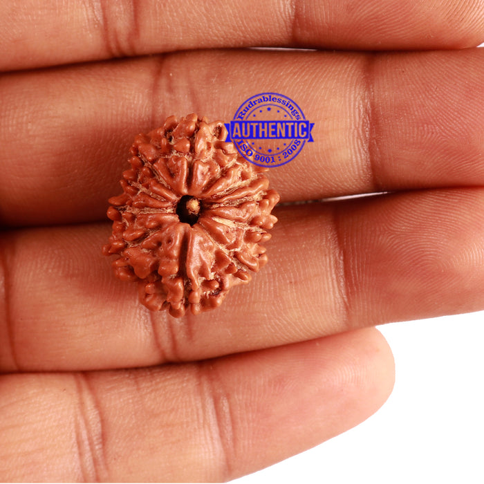 11 Mukhi Nepalese Rudraksha - Bead No. 264