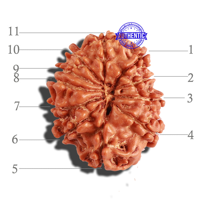 11 Mukhi Nepalese Rudraksha - Bead No. 264