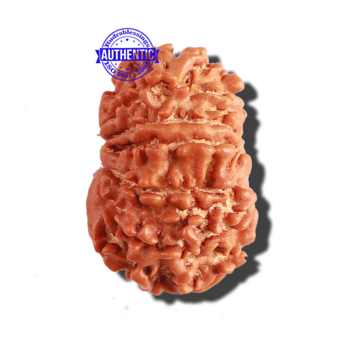 11 Mukhi Nepalese Rudraksha - Bead No. 264
