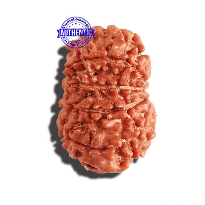 11 Mukhi Nepalese Rudraksha - Bead No. 264