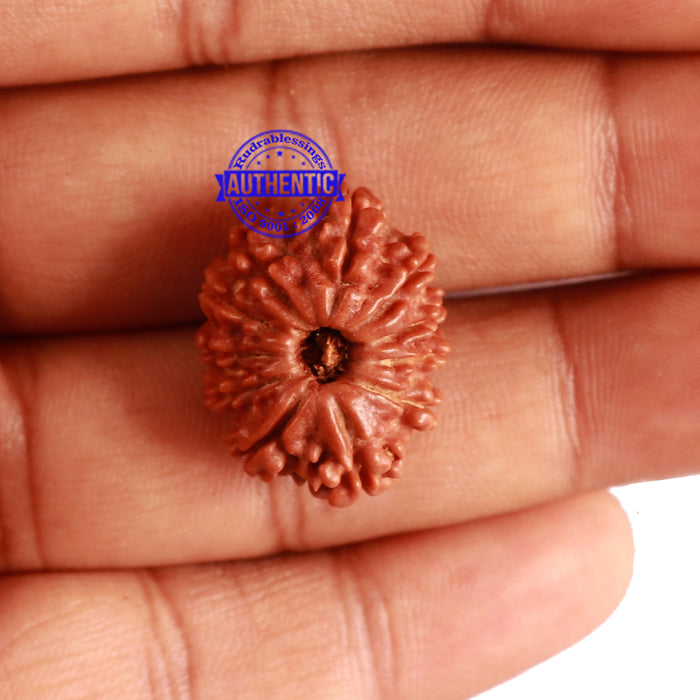 11 Mukhi Nepalese Rudraksha - Bead No. 265