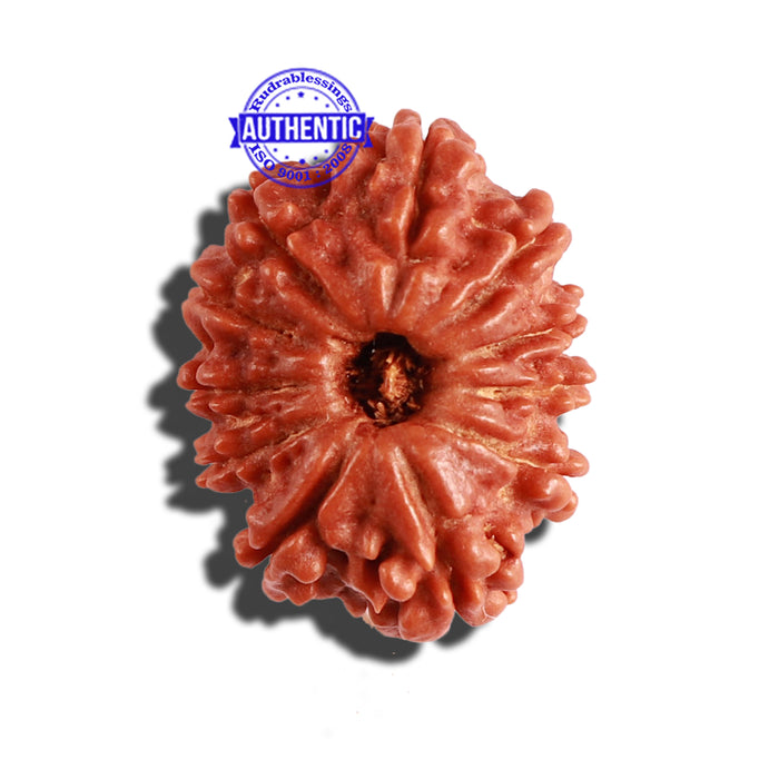 11 Mukhi Nepalese Rudraksha - Bead No. 265