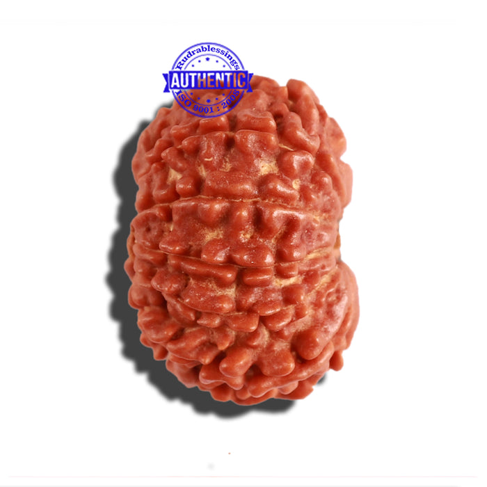 11 Mukhi Nepalese Rudraksha - Bead No. 265
