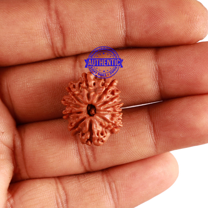 11 Mukhi Nepalese Rudraksha - Bead No. 266