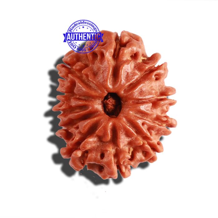 11 Mukhi Nepalese Rudraksha - Bead No. 266