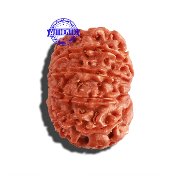 11 Mukhi Nepalese Rudraksha - Bead No. 266