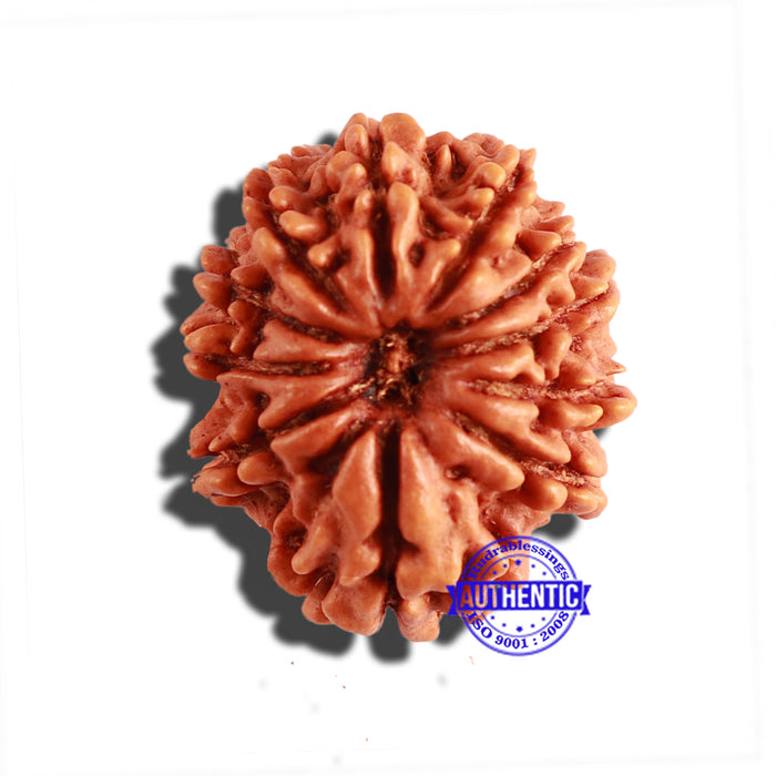 11 Mukhi Nepalese Rudraksha - Bead No. 267