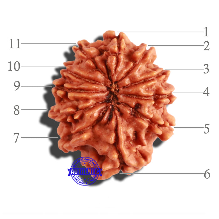 11 Mukhi Nepalese Rudraksha - Bead No. 267