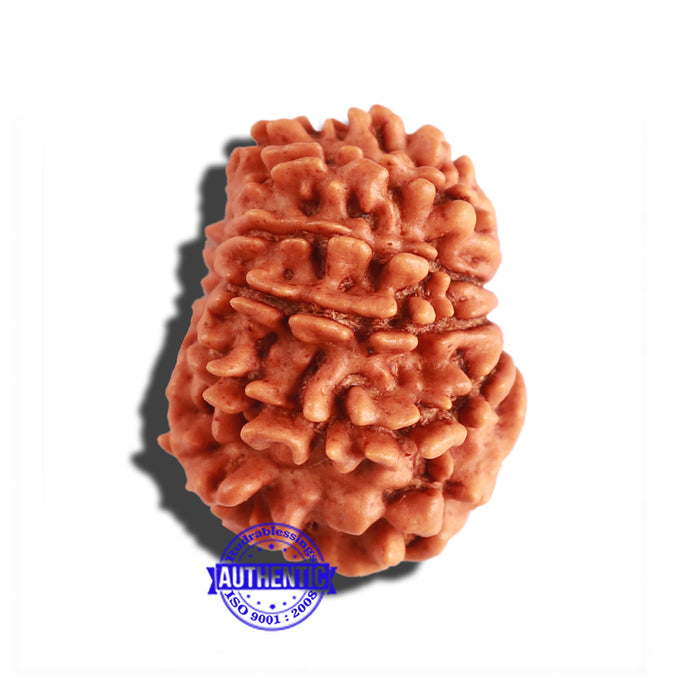 11 Mukhi Nepalese Rudraksha - Bead No. 267