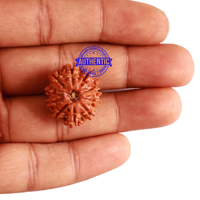 11 Mukhi Nepalese Rudraksha - Bead No. 268